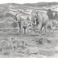 巨大陸獣「GFSマストドン」（G. F. S. Mastodon）と、北米マストドン科の進化史！【決定版】