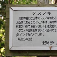 愛媛県西条市、周布字鈴ノ本「周敷神社のクスノキ３本」です！！