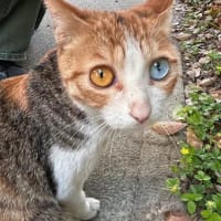 三毛猫のオッドアイ