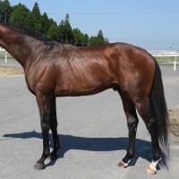 【マジックブルー】さらに馬体を引き締めたい