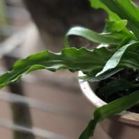 この〝ウネウネ〟がたまらない