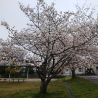 桜、さくら、サクラ