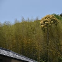 椎の花