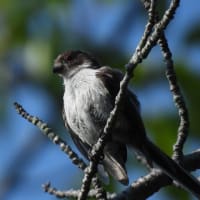 コチドリは千鳥足じゃない？