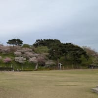 お花見