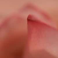 ばら・・・種松山