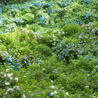 護摩堂山のあじさいは今頃咲き誇っていることでしょう。