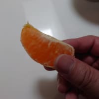 紅プリンセスと愛果48号の食べ比べ