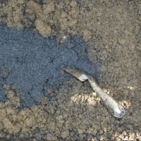 ニホンイシガメの卵回収