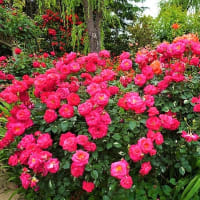 「バラの咲く英国風庭園の風情」／横浜イングリッシュガーデン