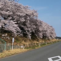 ４月１４日　楢葉町の桜