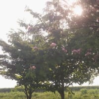 ネムノキ とノウゼンカズラ