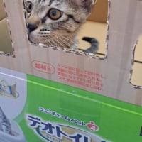 　正式譲渡のつむぎ改めはるちゃん