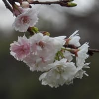大仙公園のサクラ（２０２５年３月１７日）