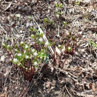 真木林道・春の山野草　ルリソウ他　2025/04/26