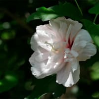 15日、立本寺から大将軍八神社、平野神社への散歩で猛暑日？だより＆癌治療