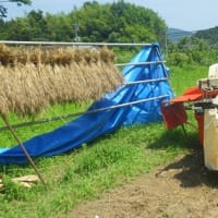 ようやく快晴、小麦を脱穀