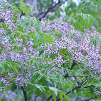 古座川町で薄紫色のかれんな花 センダンが見ごろ