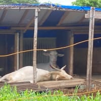 山羊〜雨降りは除草隊の仕事は休み〜