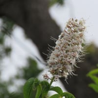 カメラ目線のガラさん♪