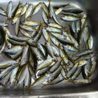 鯵釣り