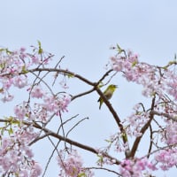 「桜を愛でる！メジロ」　いわき　高野花見山にて撮影！