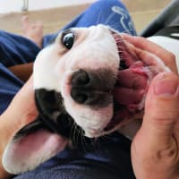 甘えん坊