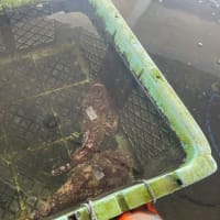 魚