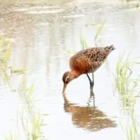 07/1探鳥記録写真：２０２５年5月に出会った鳥たち③