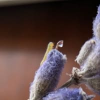 多分モンシロチョウの幼虫