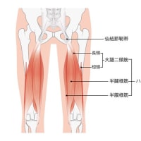 腰痛の原因は筋肉だけではない！