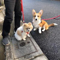 ガラケーの　写真懐かし　朝の事