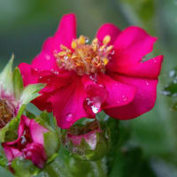 ●我が家の８月の花（2）  梅雨最後の雨に濡れ　四季咲き苺の花　ムクゲ（ピンク、ブルーバード）
