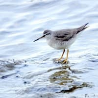 05/24探鳥記録写真：狩尾岬の鳥たち（キアシシギ三昧、）