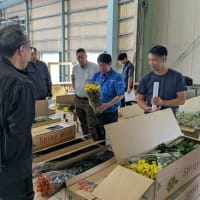 　JAみやぎ登米スプレーギク部会で出荷査定会、現地検討会が開催されました