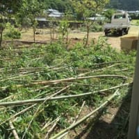 竹の伐採、清掃