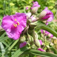 季節の花「紫露草（むらさきつゆくさ）」