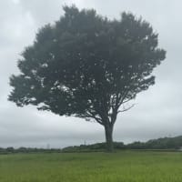 雨が降る前に市営公園墓地でお散歩