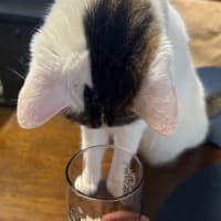 メイちゃんも水分補給を。。😽