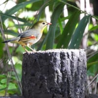 カラフルな羽の　可愛いソウシチョウ