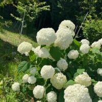 松戸　本土寺に行きました