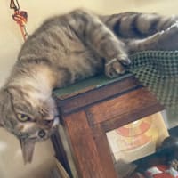 笑いの契約書