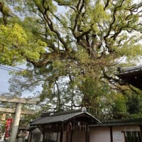 新熊野神社と樟大権現　＠　京都妖怪探訪（８１９）