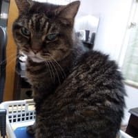猫っぽい