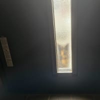 春物とお猫さん