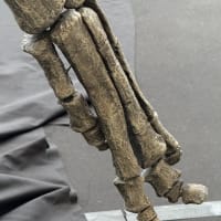 カムイサウルス見学