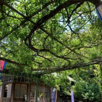 夏越しの大祓、茅の輪くぐり、千年乃藤。