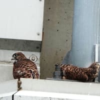 無事に巣立った4兄弟