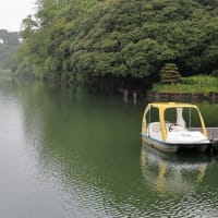 梅雨入り・半夏生・ユリ