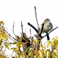 05/18探鳥記録写真：はまゆう公園の鳥たち（ウグイス、ホオジロ、）
